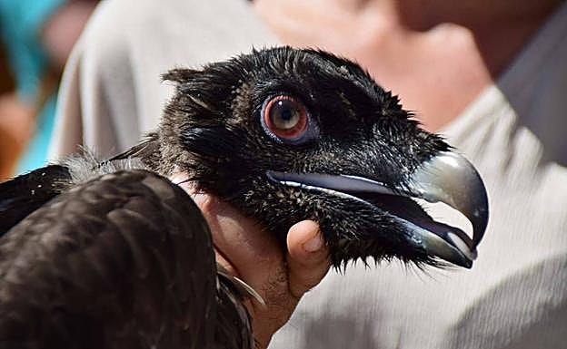 La Junta cierra un acuerdo para la gestión del centro de cría en cautividad del quebrantahuesos