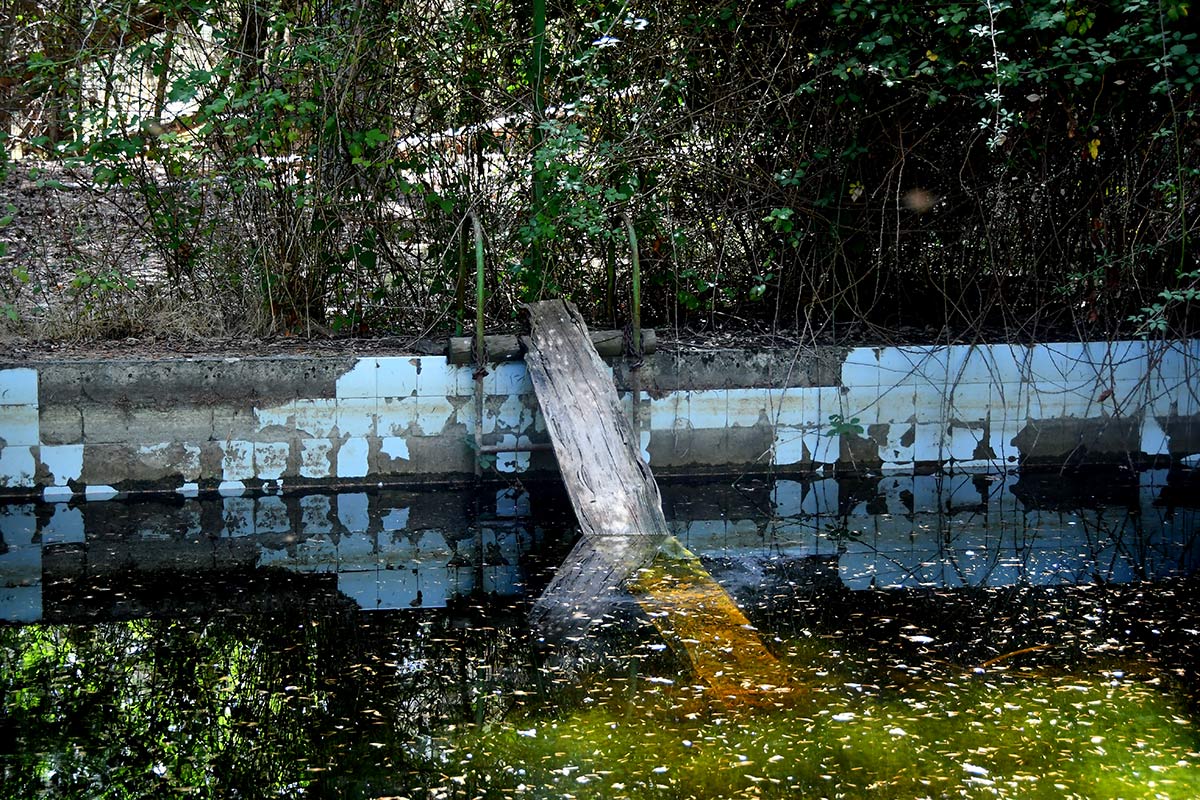 Un medio de acceso para anfibios en la alberca de Los Peñoncillos.