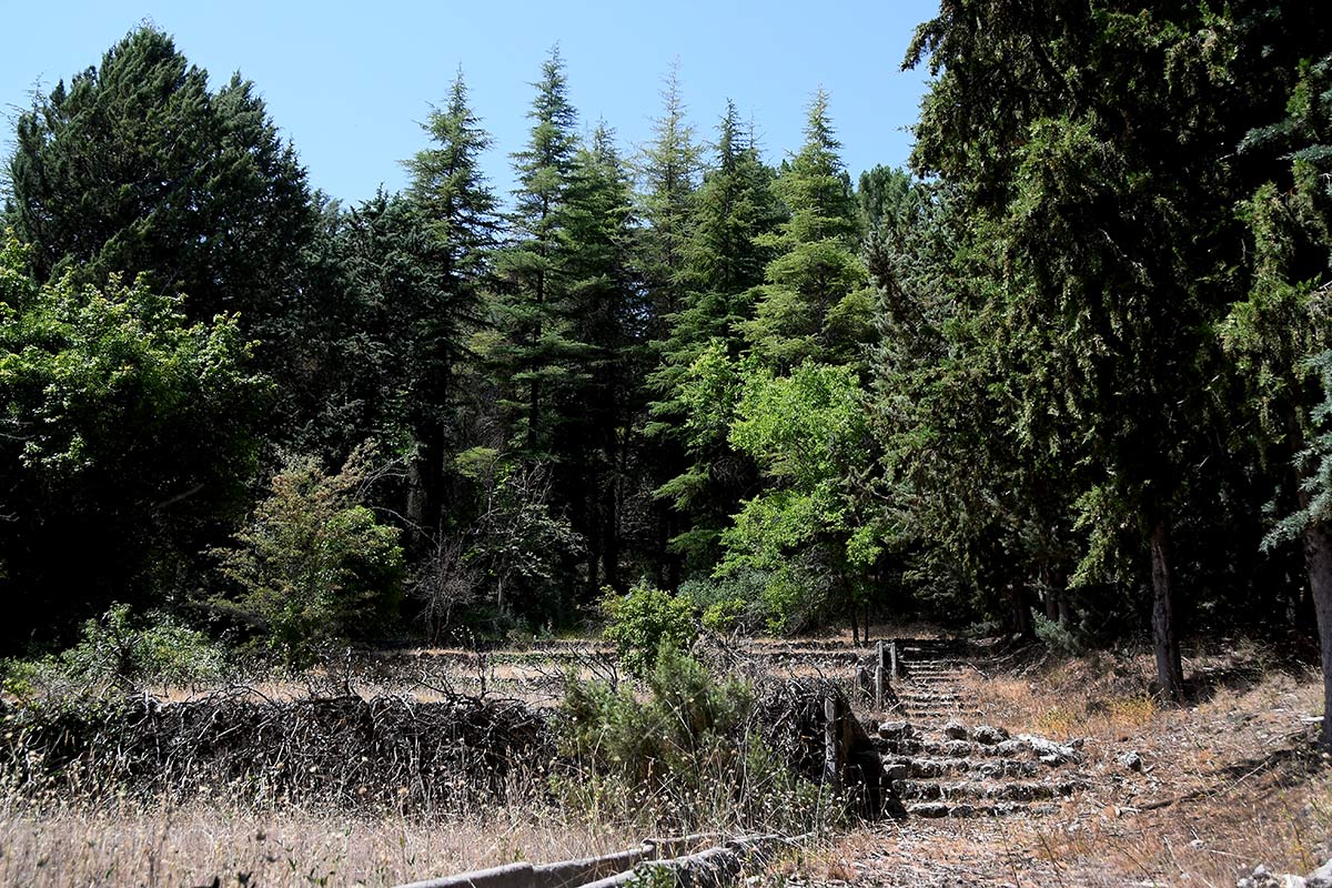 Bosquete de cedros y inos donde se encuentra la alberca de Los Peñoncillos 