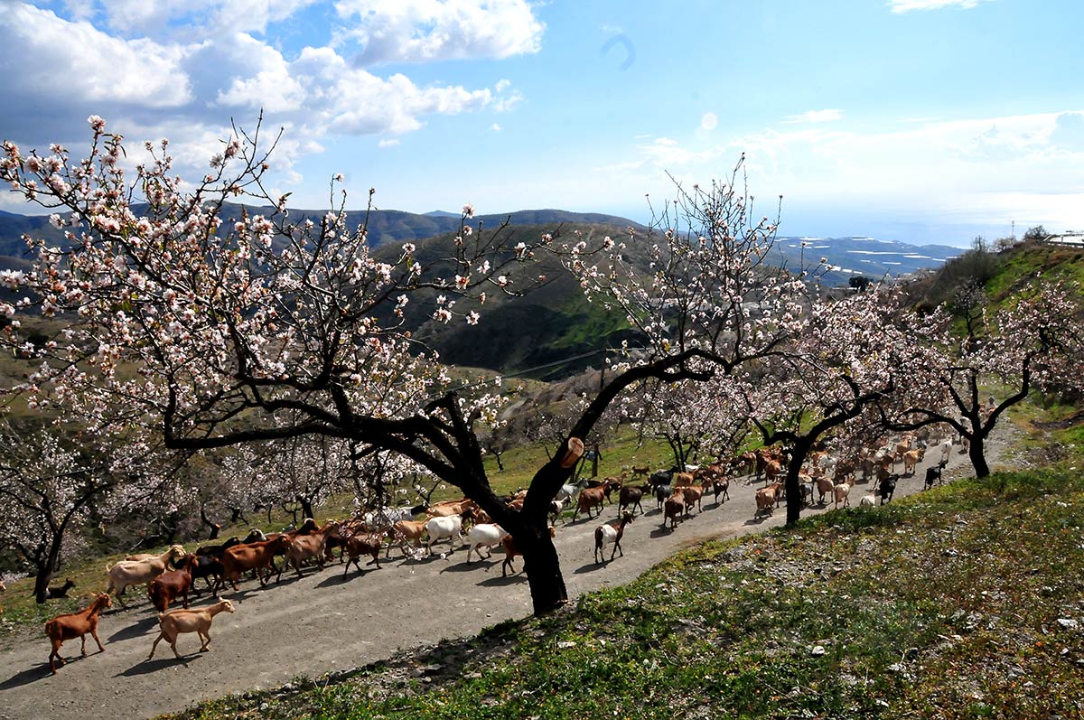 Almendros en las laderas de la cortijada de Los Gálvez, entre Albuñol y Albondón 