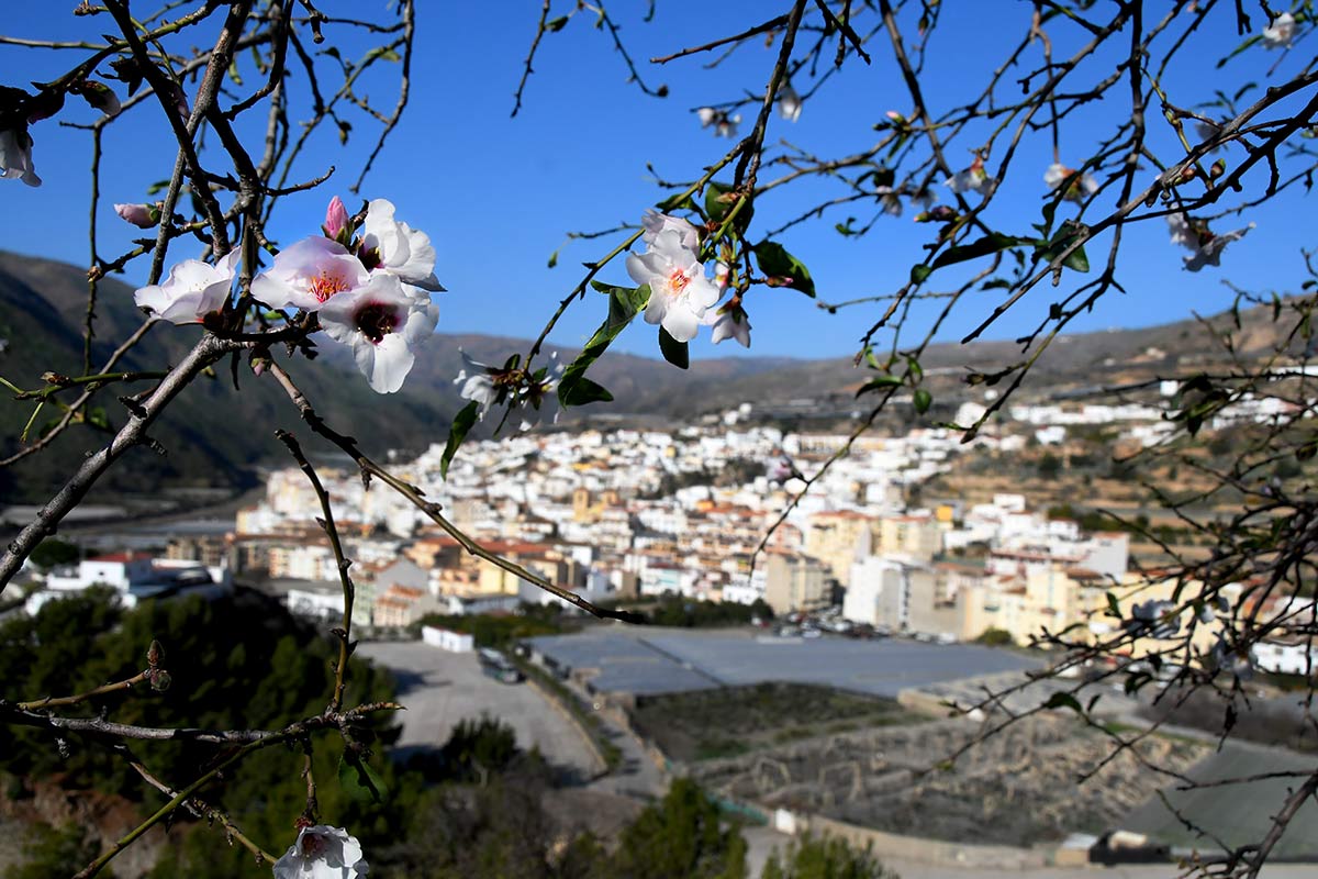 Flores de almendro, abajo el casco urbano de Albuñol el día de Reyes de 2020 