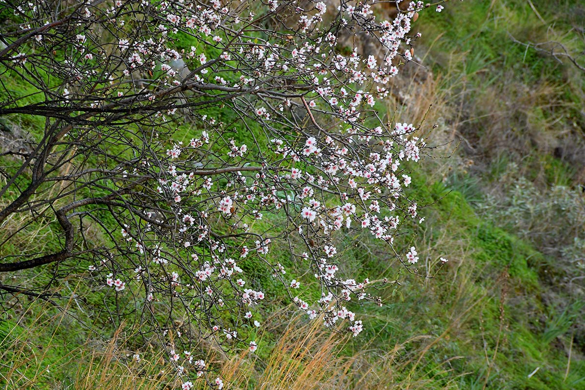 Almendro en flor