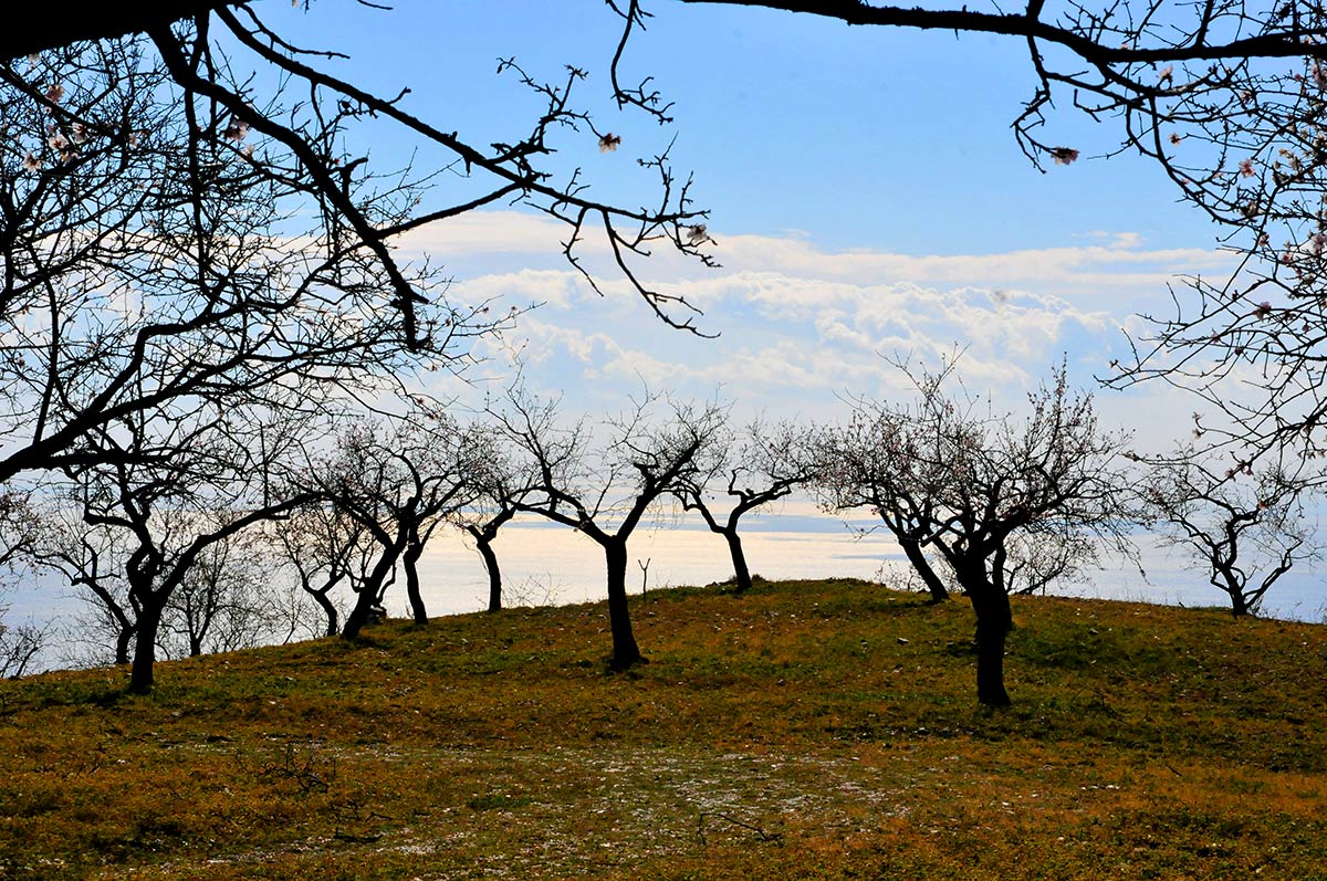 Almendros en las laderas entre Albuñol y Albondón, el mar de Alborán al fondo