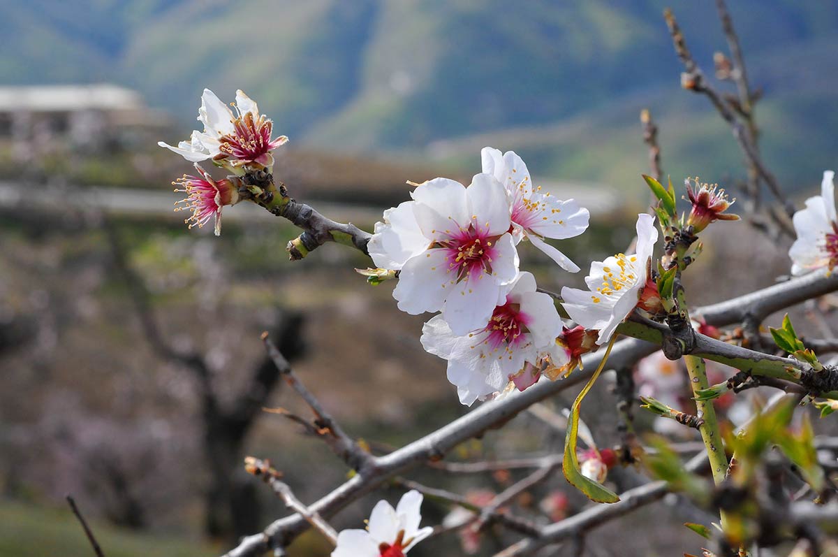 Flores de almendro