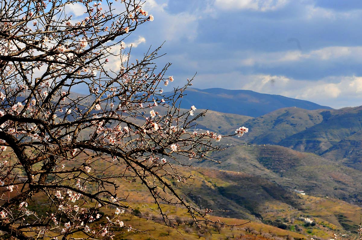 Almendros en las laderas de la cortijada de Los Gálvez, entre Albuñol y Albondón 