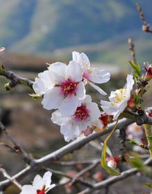 Imagen secundaria 2 - Primeros paseos entre los almendros en flor de Granada