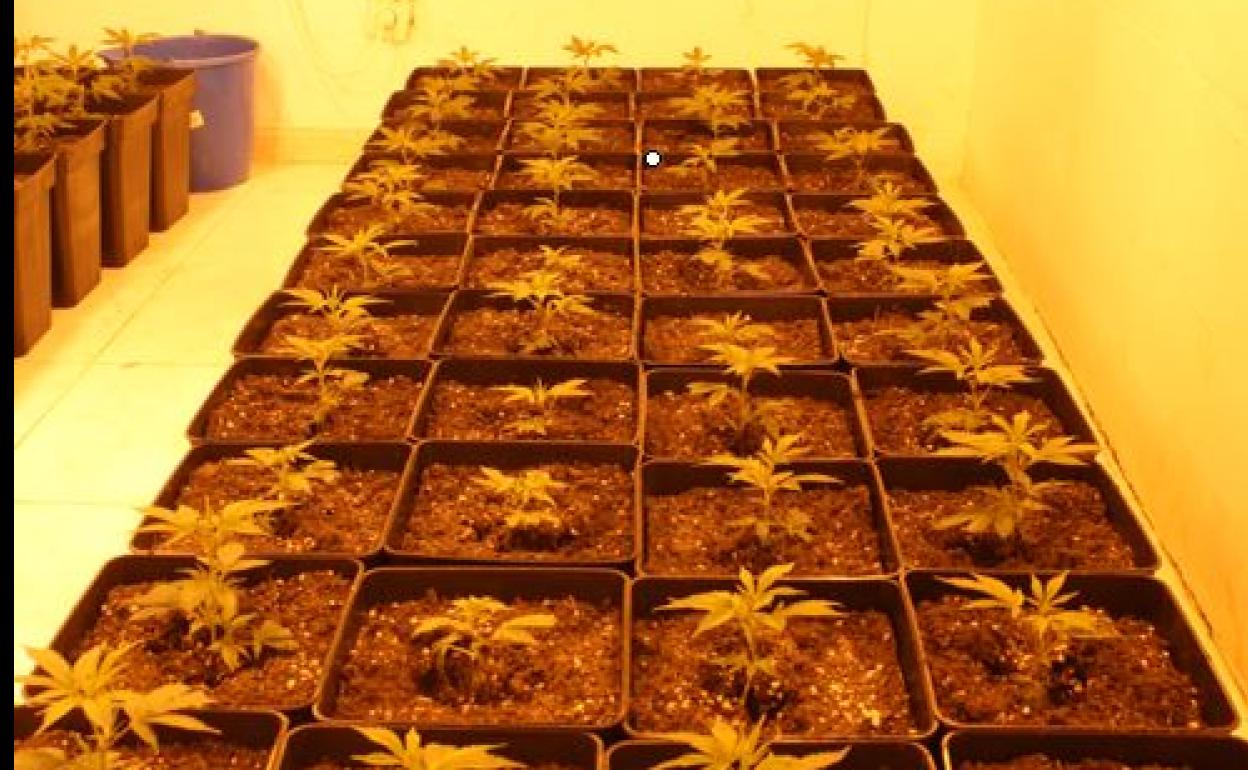 Plantaciones de marihuana incautadas.