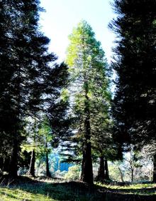 Imagen secundaria 2 - Camino que parte de la casa forestal de los Peñoncillos, bordeado de cipreses y pinares; la alberca de Bolones, recientemente limpiada y recuperado su entorno, donde se reproducen diversas especies de anfibios; una de las secuoyas gigantes 