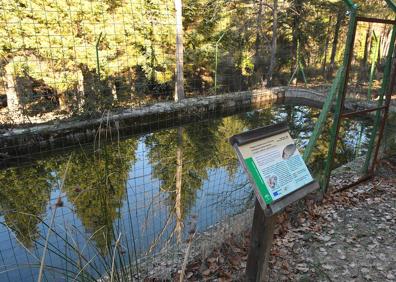 Imagen secundaria 1 - Camino que parte de la casa forestal de los Peñoncillos, bordeado de cipreses y pinares; la alberca de Bolones, recientemente limpiada y recuperado su entorno, donde se reproducen diversas especies de anfibios; una de las secuoyas gigantes 