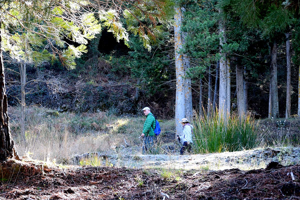 Ruta de las secuoyas gigantes de Bolones, en la Sierra de Huétor 