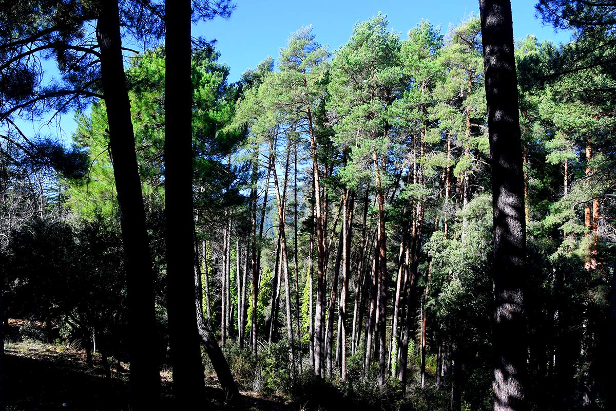 Pinares de las antiguas repoblaciones en la ruta de las secuoyas gigantes de Bolones, en la Sierra de Huétor 