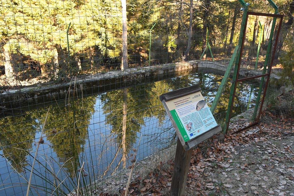 Alberca de Bolones, un espacio donde se reproducen anfibios en peligro de extinción. Ruta de las secuoyas gigantes de Bolones, en la Sierra de Huétor 