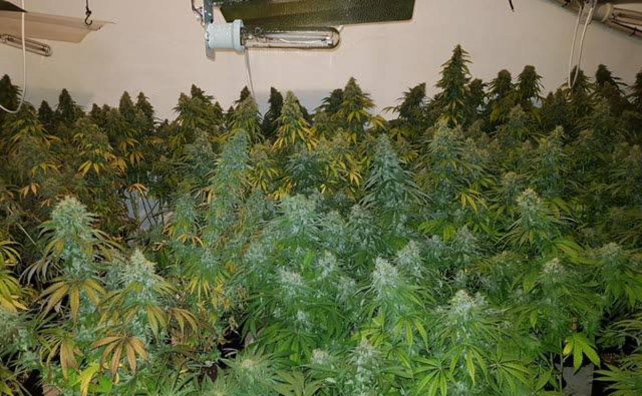 La proliferación de plantaciones de 'maría' preocupa a la Fiscalía Superior. 