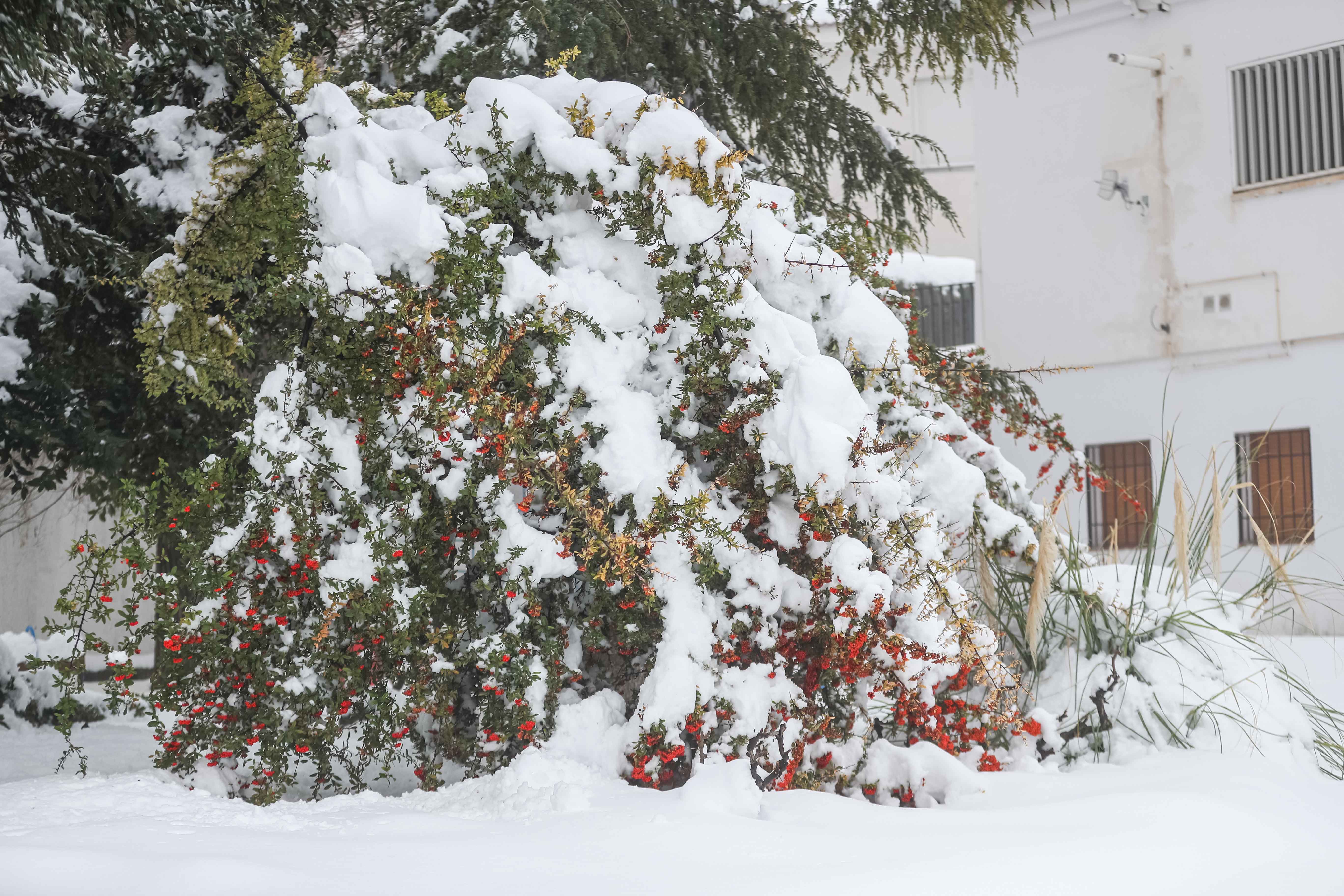 Son los propios vecinos los que arriman el hombro para abrir senderos en los muros de nieve,que ha dejado estampas para el recuerdo