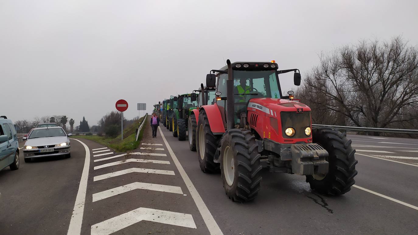 Miles de trabajadores del sector del olivar se han manifestado en toda la provincia de Jaén