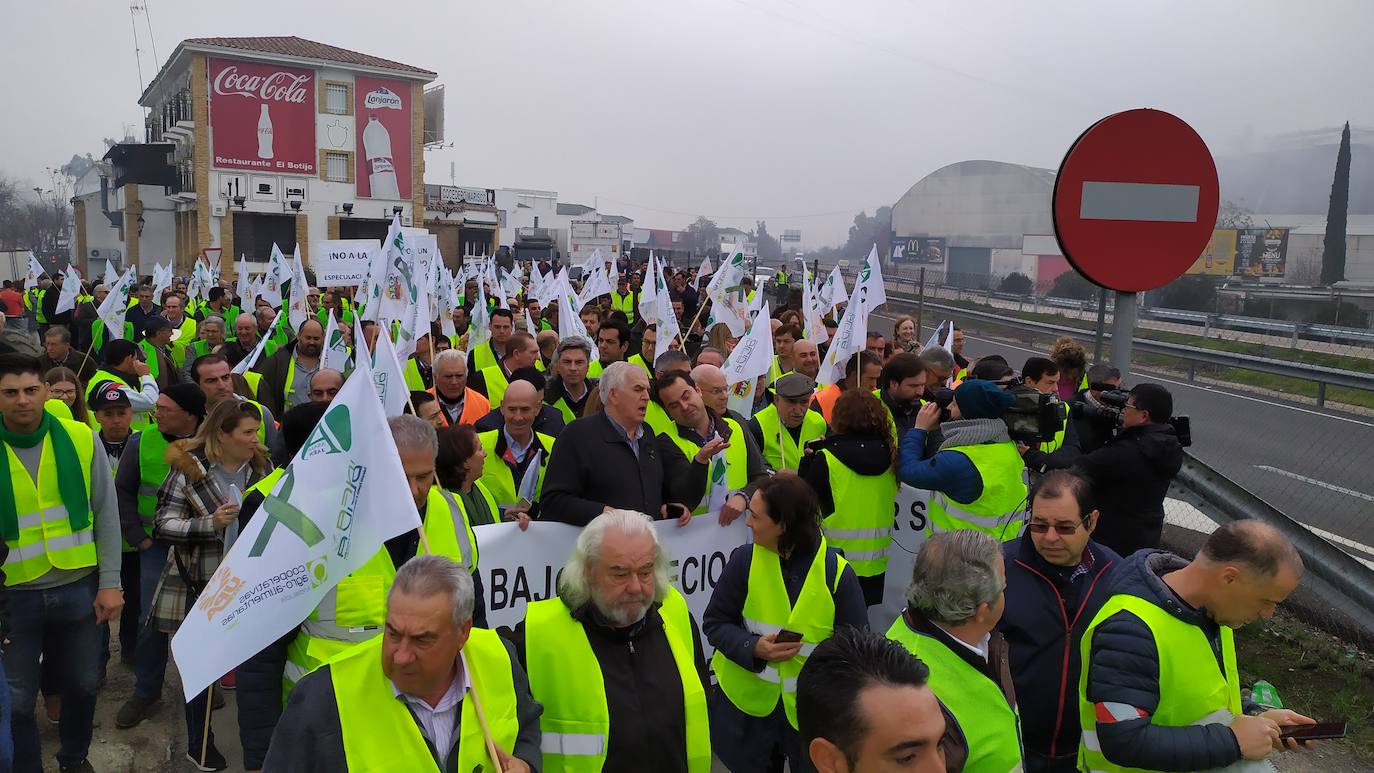 Miles de trabajadores del sector del olivar se han manifestado en toda la provincia de Jaén