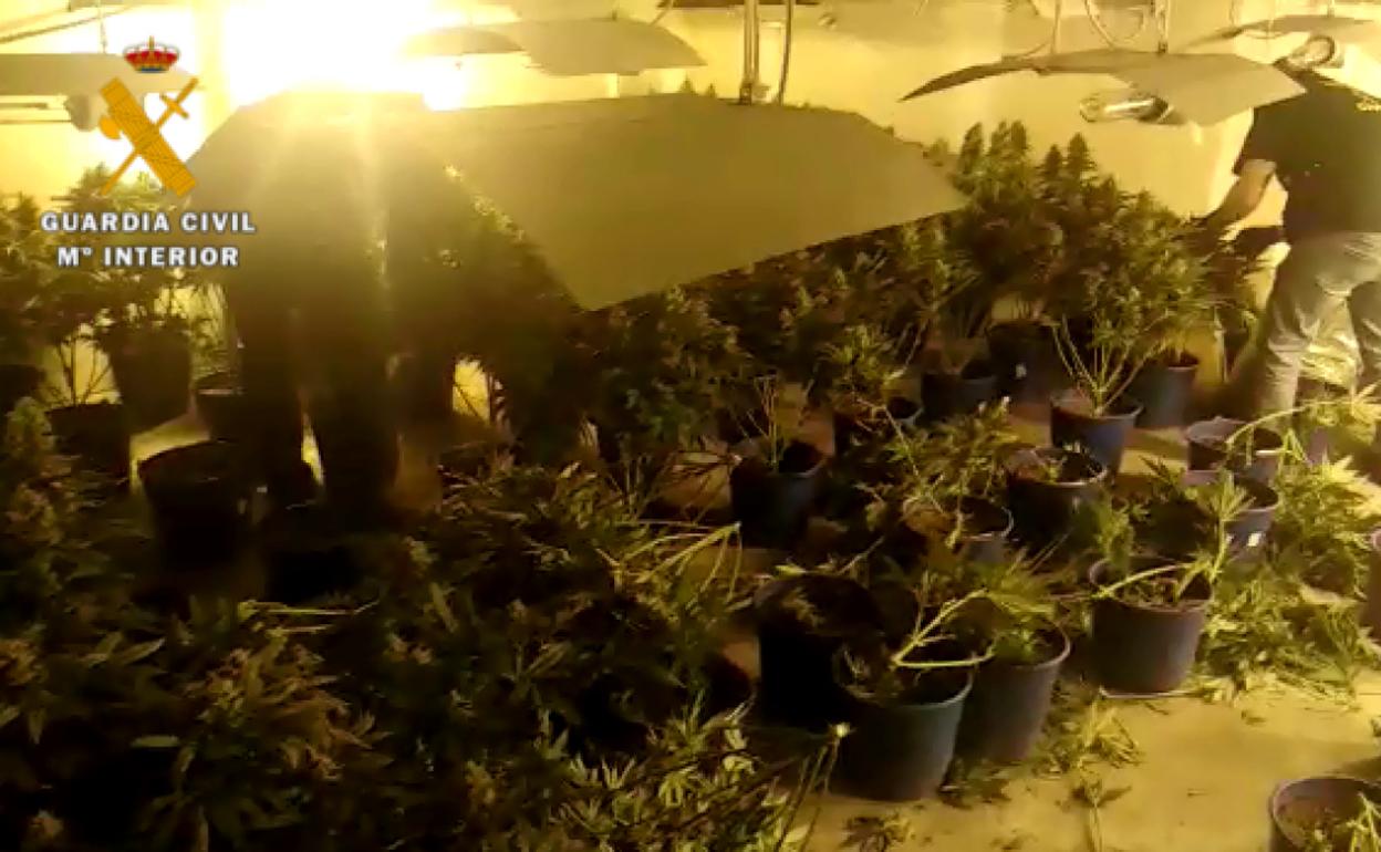 Hallan un invernadero de marihuana en Granada que consumía la electricidad de 40 casas con todos los electrodomésticos funcionando