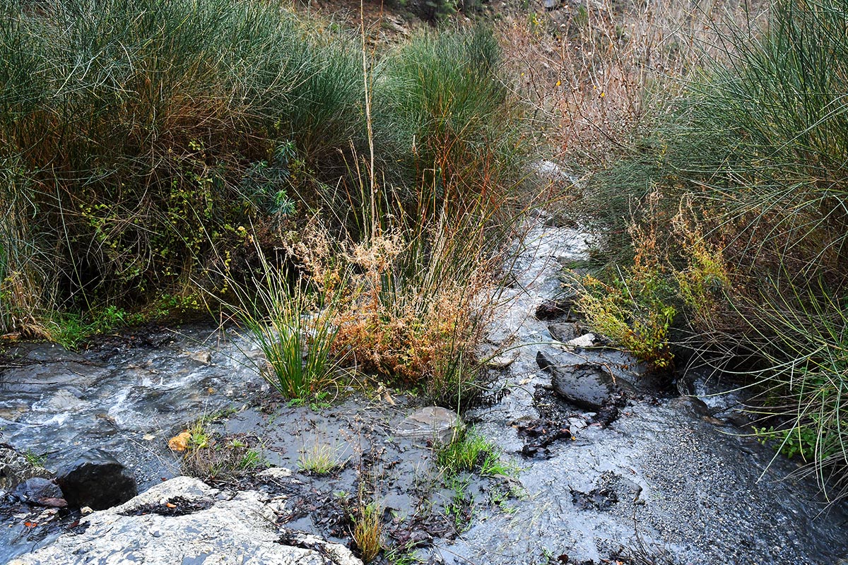 Sendero de la acequia de La Pavilla 