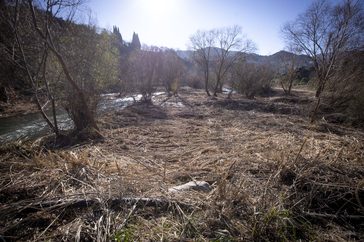 La Junta ha destinado 270.000 euros a retirar esta especie invasora para evitar inundaciones y hacer un gran corredor verde hasta Rules 