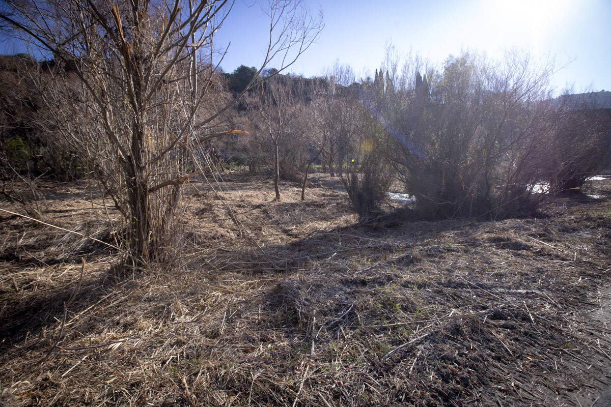 La Junta ha destinado 270.000 euros a retirar esta especie invasora para evitar inundaciones y hacer un gran corredor verde hasta Rules 