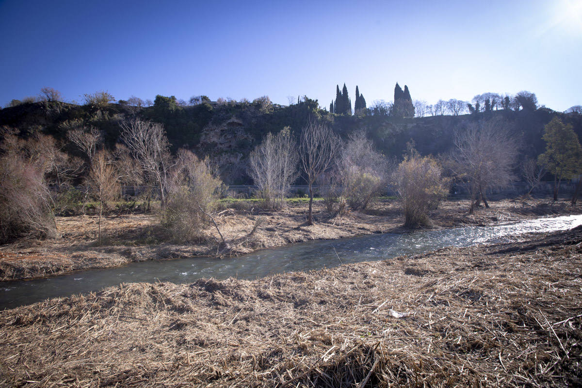 La Junta ha destinado 270.000 euros a retirar esta especie invasora para evitar inundaciones y hacer un gran corredor verde hasta Rules 