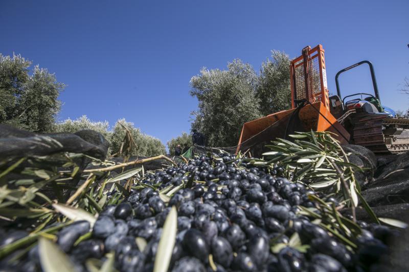Los trabajadores del campo granadinos reclaman soluciones ante la crisis del sector