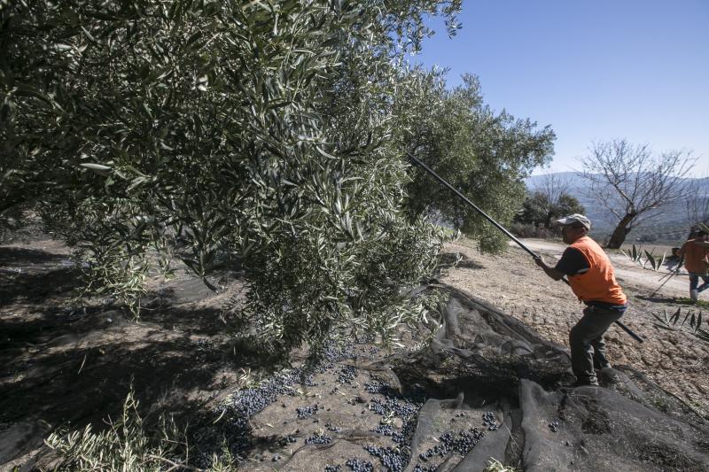 Los trabajadores del campo granadinos reclaman soluciones ante la crisis del sector