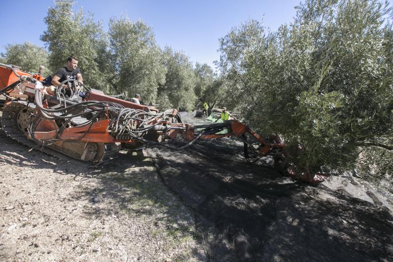 Los trabajadores del campo granadinos reclaman soluciones ante la crisis del sector
