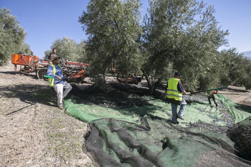 Los trabajadores del campo granadinos reclaman soluciones ante la crisis del sector