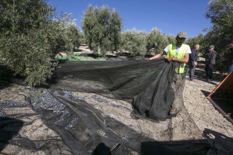Los trabajadores del campo granadinos reclaman soluciones ante la crisis del sector