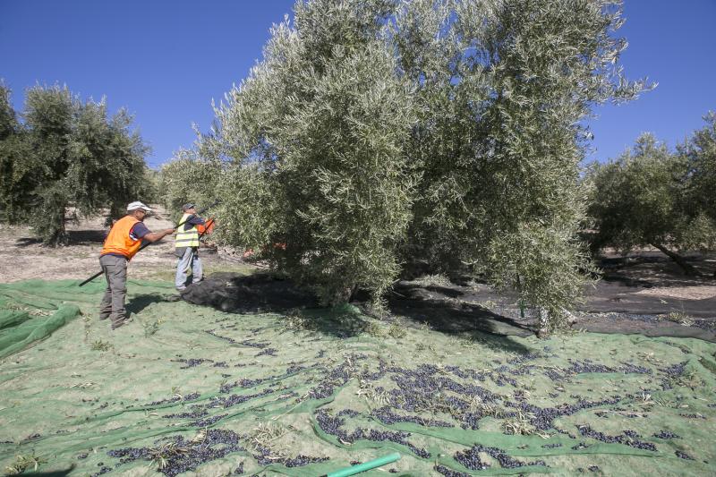 Los trabajadores del campo granadinos reclaman soluciones ante la crisis del sector