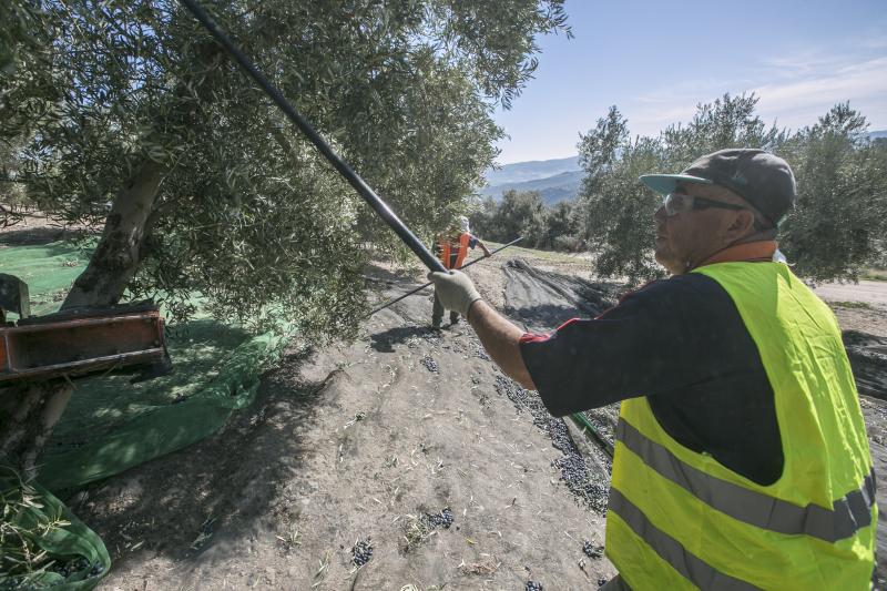 Los trabajadores del campo granadinos reclaman soluciones ante la crisis del sector