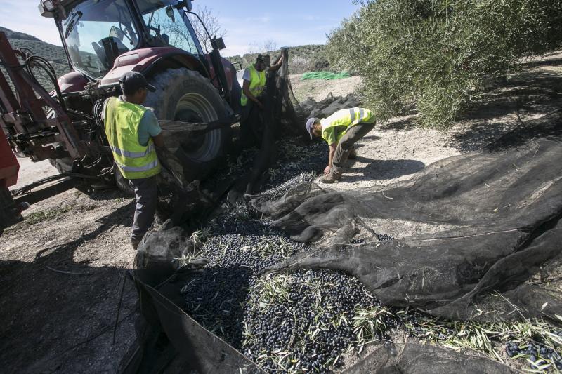 Los trabajadores del campo granadinos reclaman soluciones ante la crisis del sector