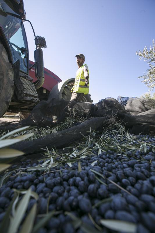 Los trabajadores del campo granadinos reclaman soluciones ante la crisis del sector