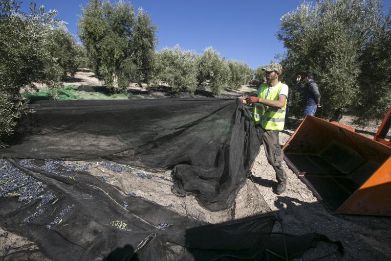 Los trabajadores del campo granadinos reclaman soluciones ante la crisis del sector