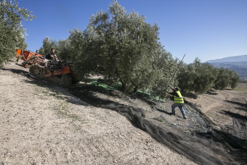 Los trabajadores del campo granadinos reclaman soluciones ante la crisis del sector