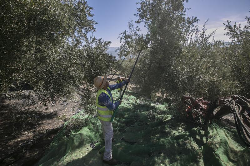 Los trabajadores del campo granadinos reclaman soluciones ante la crisis del sector