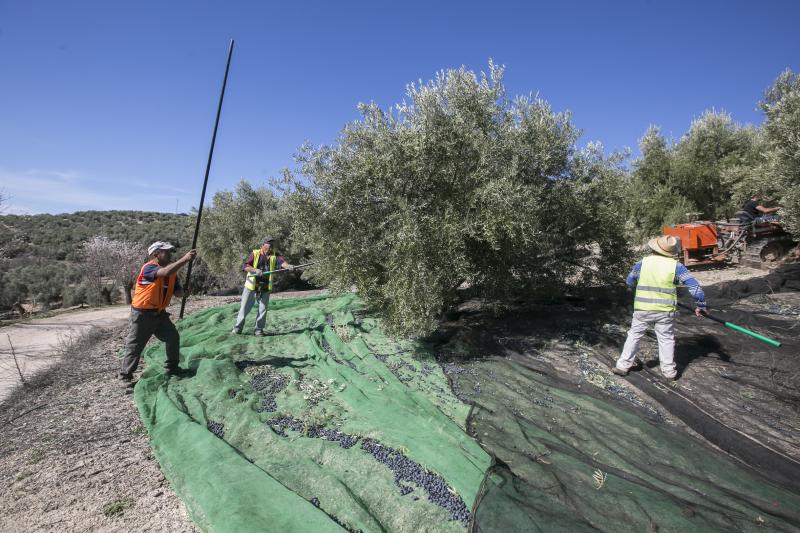 Los trabajadores del campo granadinos reclaman soluciones ante la crisis del sector