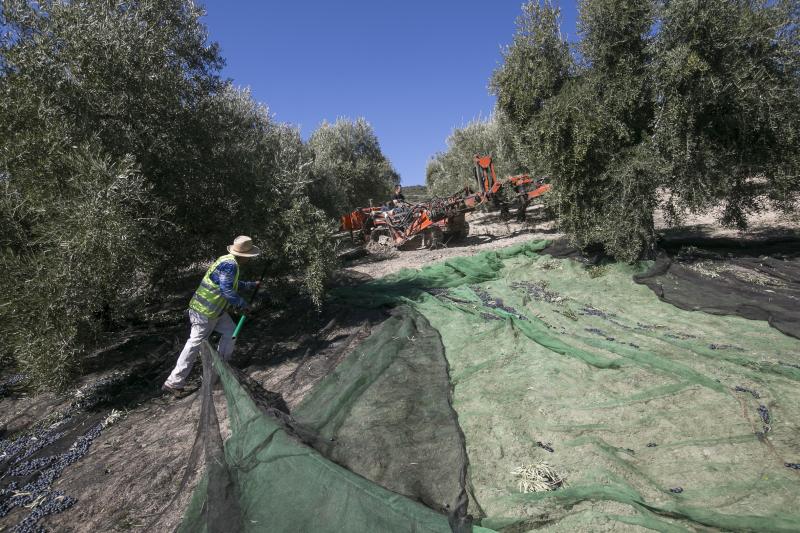 Los trabajadores del campo granadinos reclaman soluciones ante la crisis del sector