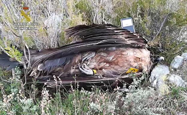 La Guardia Civil descubre 120 animales muertos por el uso de cebos envenenados