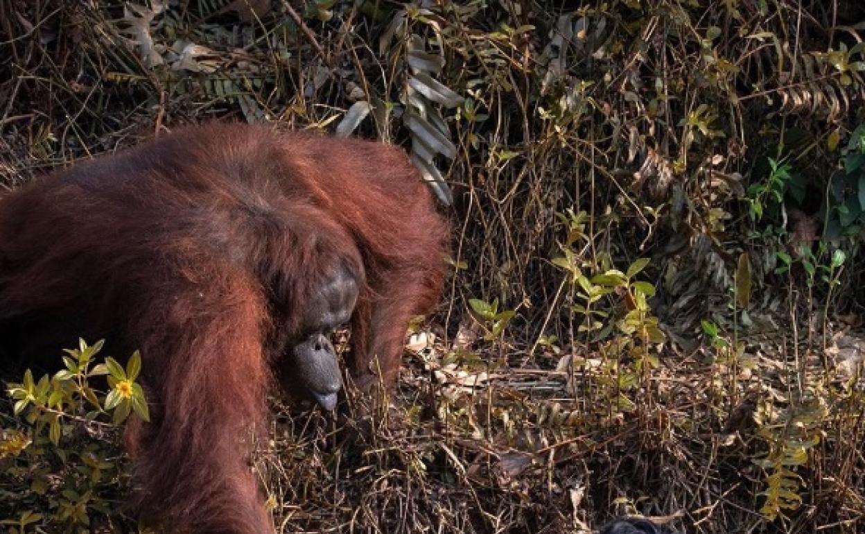 La foto de la orangutana Anih que se ha hecho viral