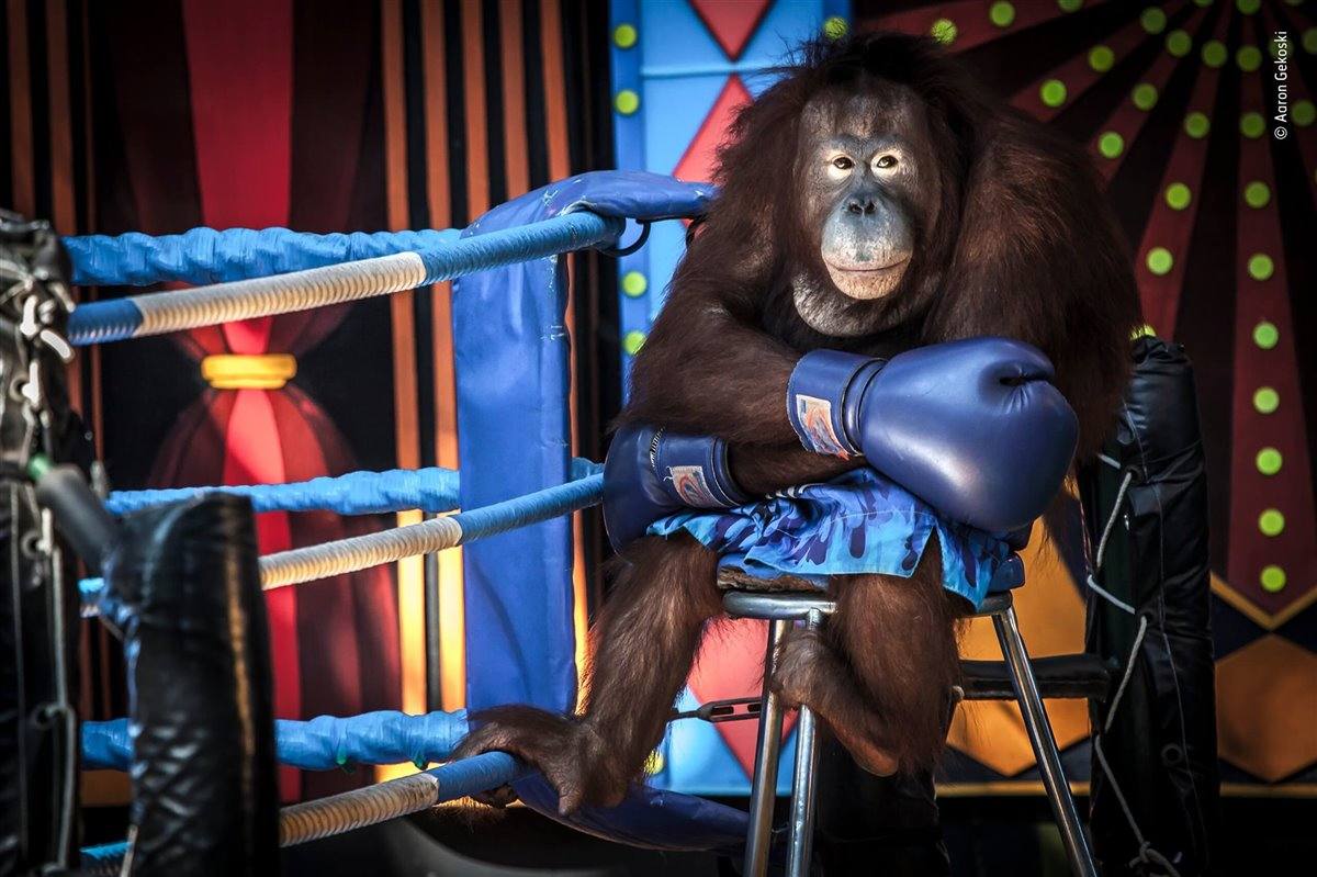 'Losing the fight'. Fotografía galardonada con una mención de honor