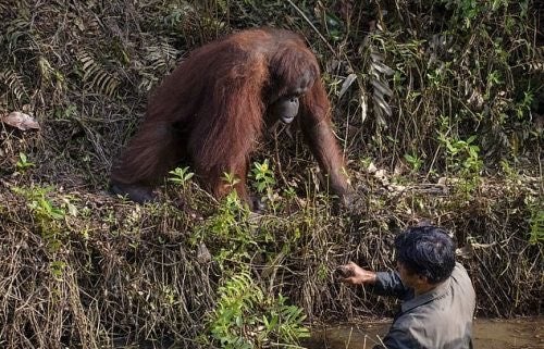 La imagen se tomó en una zona boscosa de la isla de Borneo administrada por la Fundación de Supervivencia de Orangutanes de Borneo (BOS)