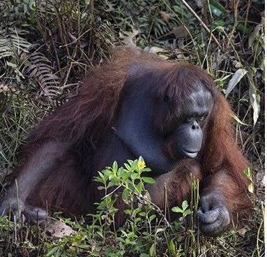 La imagen se tomó en una zona boscosa de la isla de Borneo administrada por la Fundación de Supervivencia de Orangutanes de Borneo (BOS)