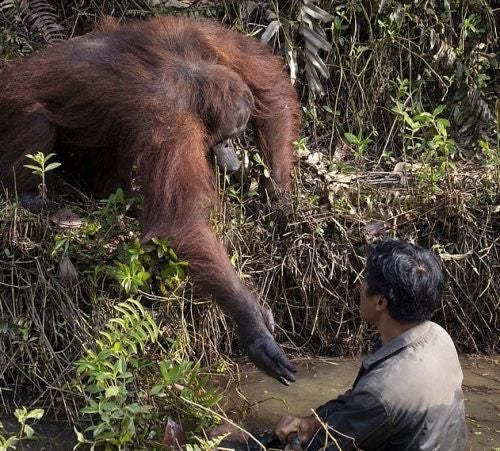 La imagen se tomó en una zona boscosa de la isla de Borneo administrada por la Fundación de Supervivencia de Orangutanes de Borneo (BOS)