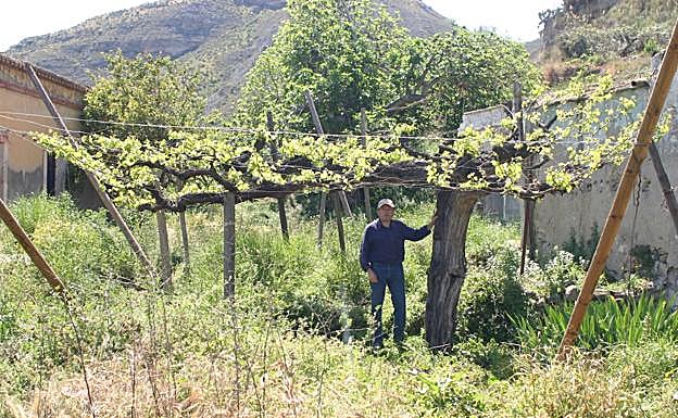 Reparto de 1.200 parras para preservar la uva de mesa