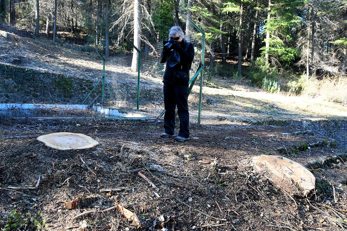 Tala de árboles para dar luz a la alberca de los Peñoncillos. Las antiguas albercas y fuentes de las reforestaciones del siglo XX recuperan su imagen 