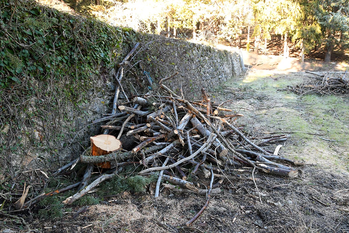 Restos de las podas y talas realizadas en Los Peñoncillos. Las antiguas albercas y fuentes de las reforestaciones del siglo XX recuperan su imagen 