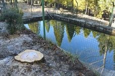 Alberca de Bolones, en la que se refleja el bosquete de secuoyas de la sierra de Huétor. Las antiguas albercas y fuentes de las reforestaciones del siglo XX recuperan su imagen 