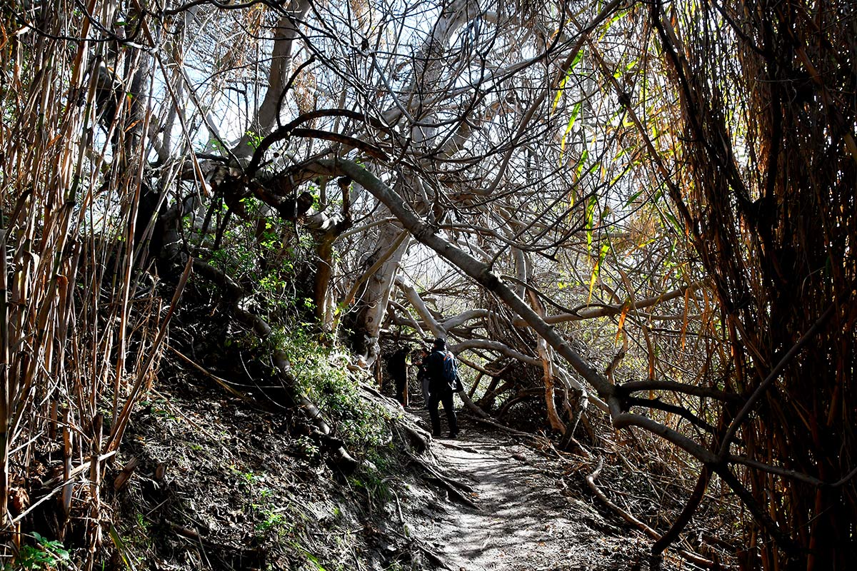 Ruta del Mamut en las lagunas y turberas de Padul 